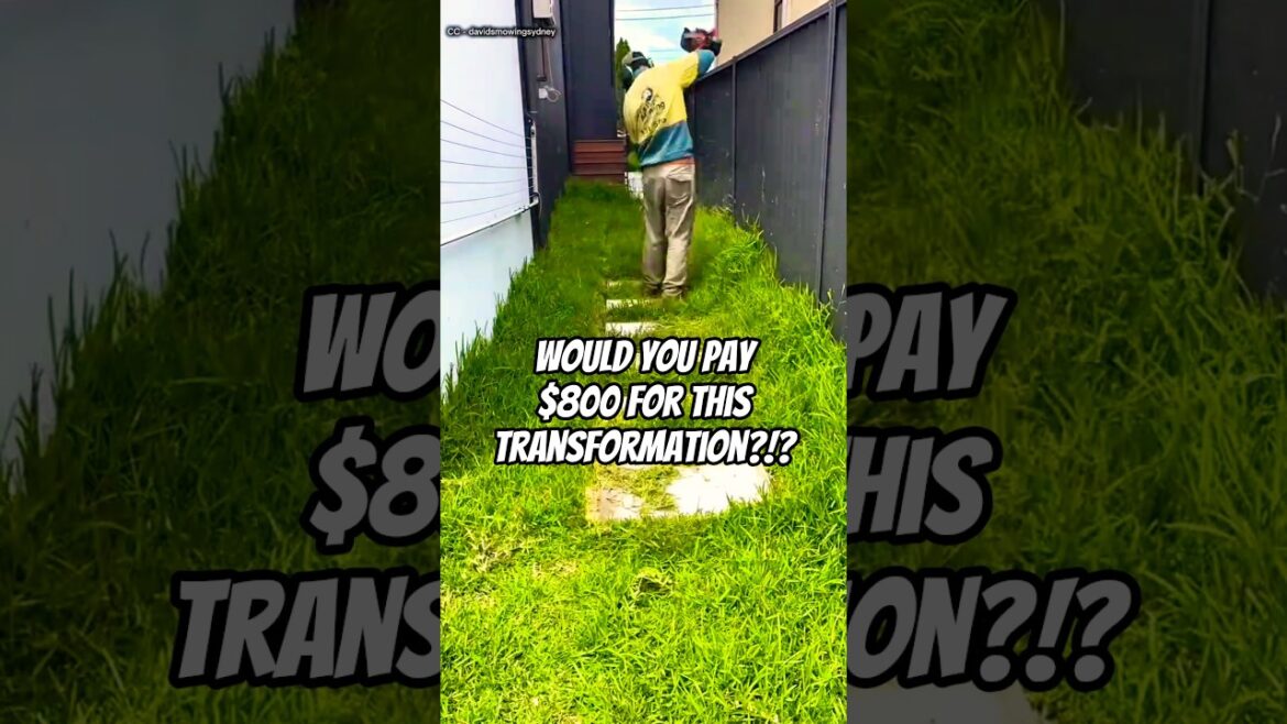 $800 Lawn Transformation on an Abandoned Property! ❤ $800 Lawn Transformation on an Abandoned Property! ❤