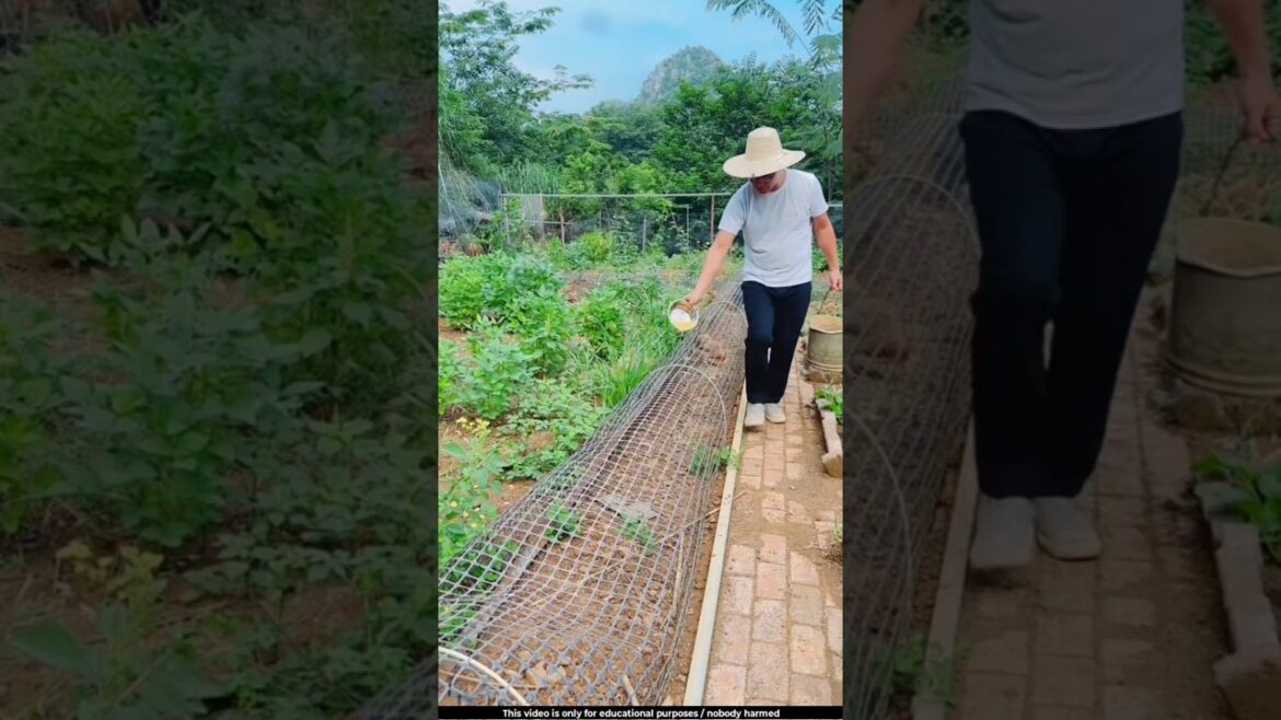 Here, poultry farming and vegetable cultivation are done together 😯l #farming