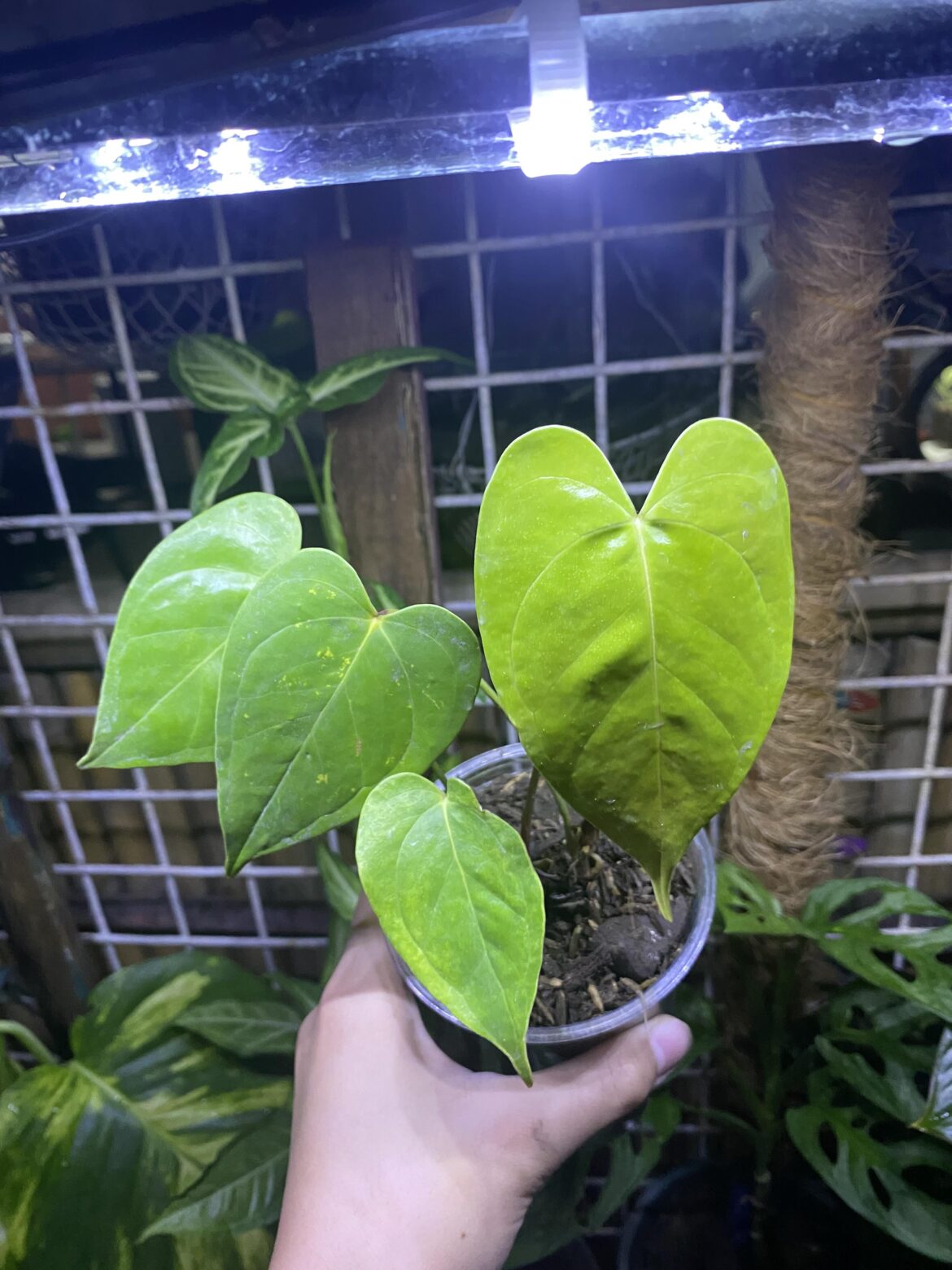What Anthurium species is this? Rescued it from a neighbor