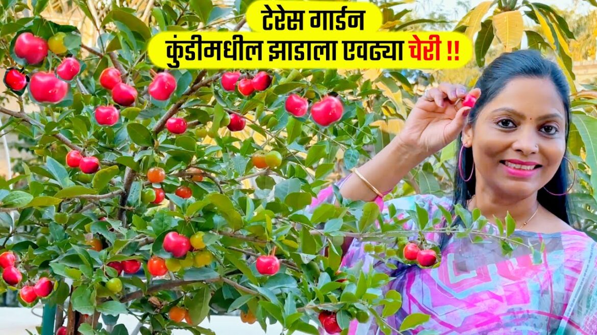 टेरेस गार्डन कुंडीमधील झाडाला एवढ्या चेरी Terrace Garden, Cherry Tree in Container, Container Garden टेरेस गार्डन कुंडीमधील झाडाला एवढ्या चेरी Terrace Garden, Cherry Tree in Container, Container Garden