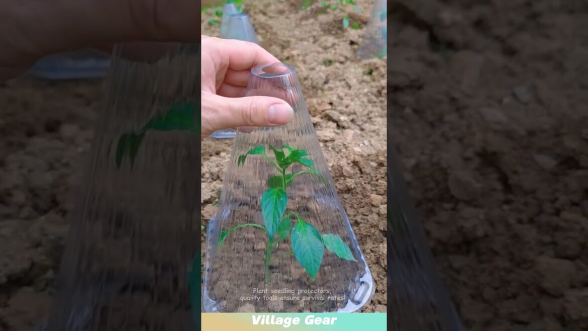Plant seedling protectors, quality tools ensure survival rates! #planting  #tools