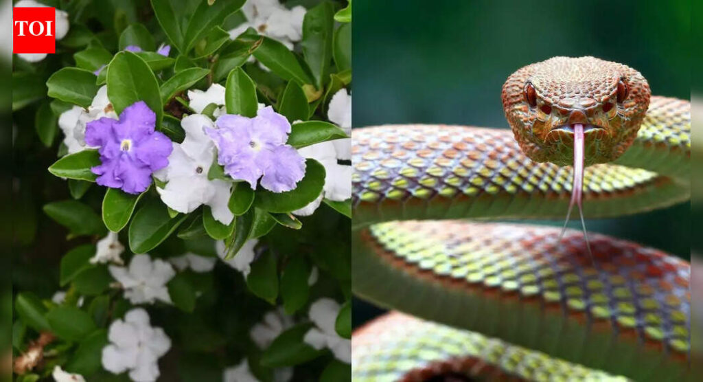 Does Raat Rani really attract snakes into your home gardens | Does Raat Rani really attract snakes into your home gardens |