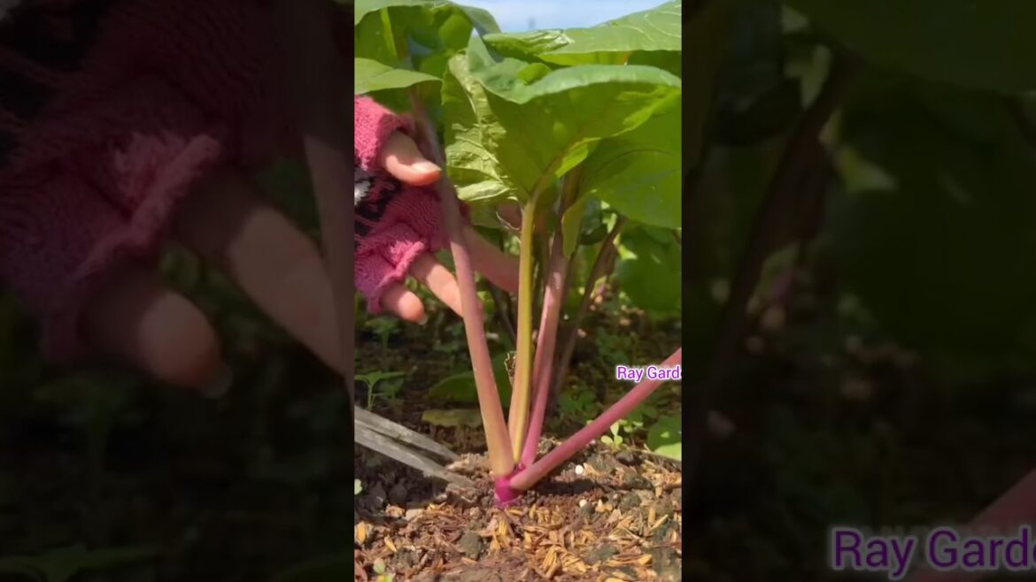 Harvesting Green Vegetables 🌱🥬 #gardening #farmer #farming #agriculture #vegetables Harvesting Green Vegetables 🌱🥬 #gardening #farmer #farming #agriculture #vegetables