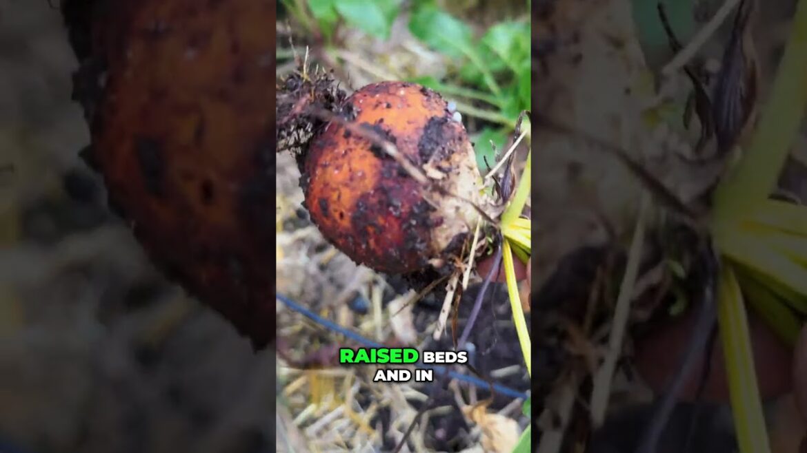 California Gardening: Raised-Bed Beets: Simple Secrets for Bigger Roots #shorts Raised-Bed Beets: Simple Secrets for Bigger Roots #shorts