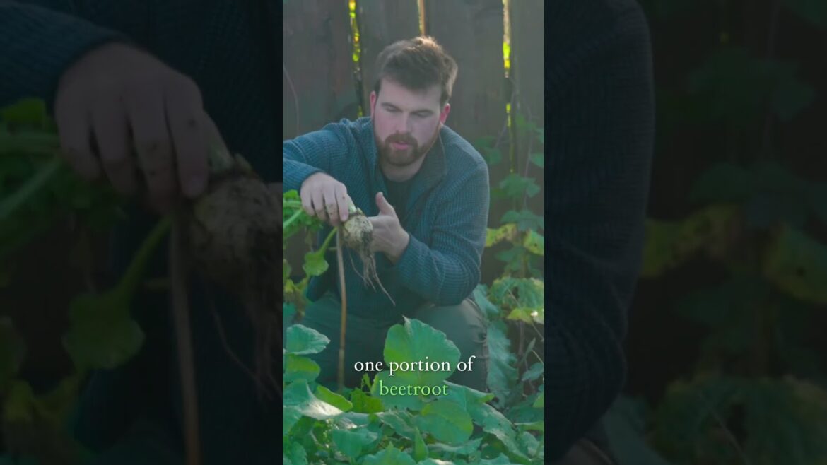 Top Tip for Planning Your Vegetable Garden #gardeningtips