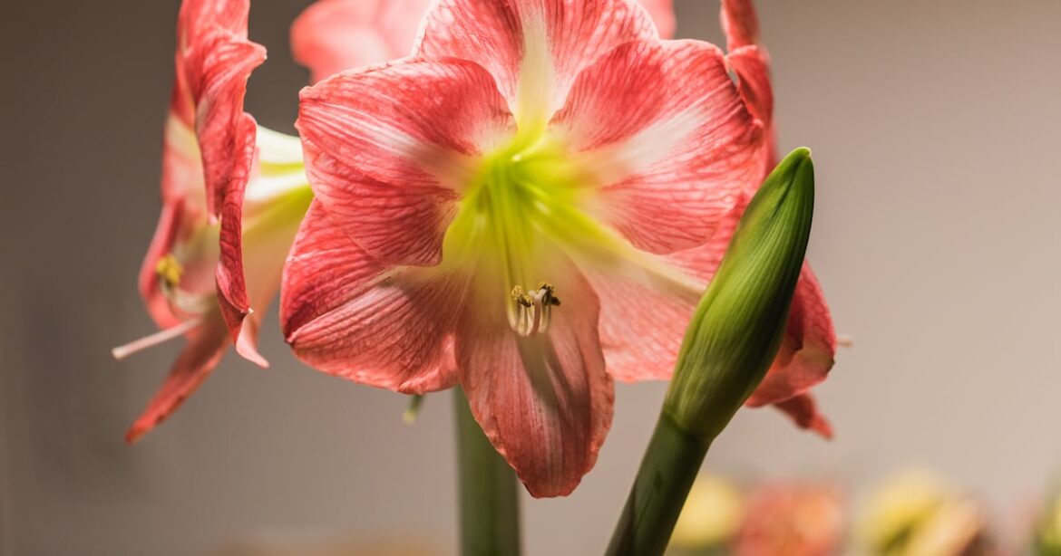 Amaryllis will put on a fine show in winter for indoor gardeners Amaryllis will put on a fine show in winter for indoor gardeners