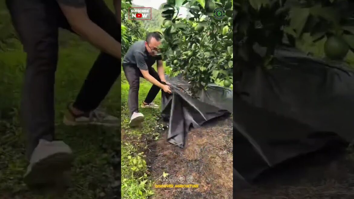 Amazing Mulching Sheet