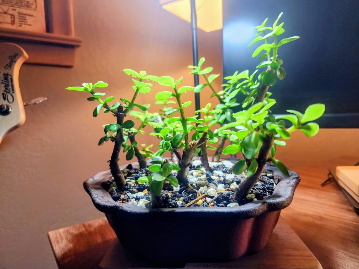 Dwarf PA Forest In Progress