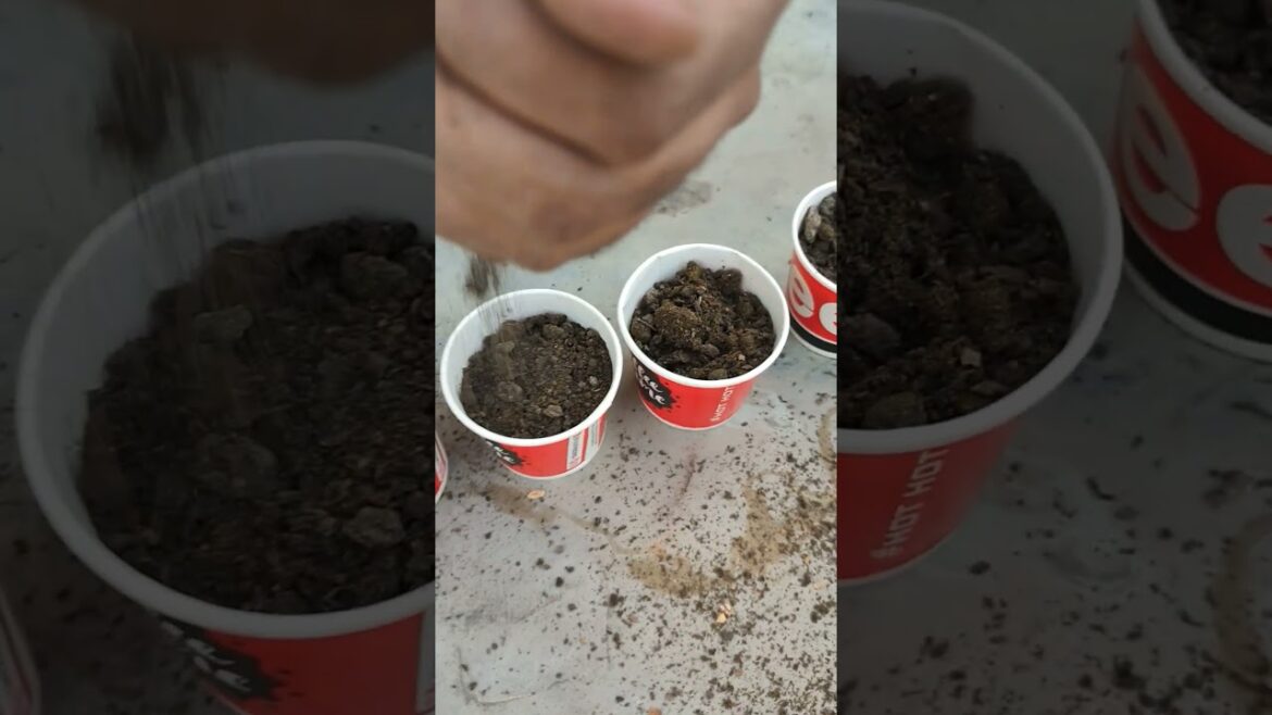 How to Sow Broccoli Seeds 🌱 | Broccoli Growing Guide | Winter Vegetable Gardening