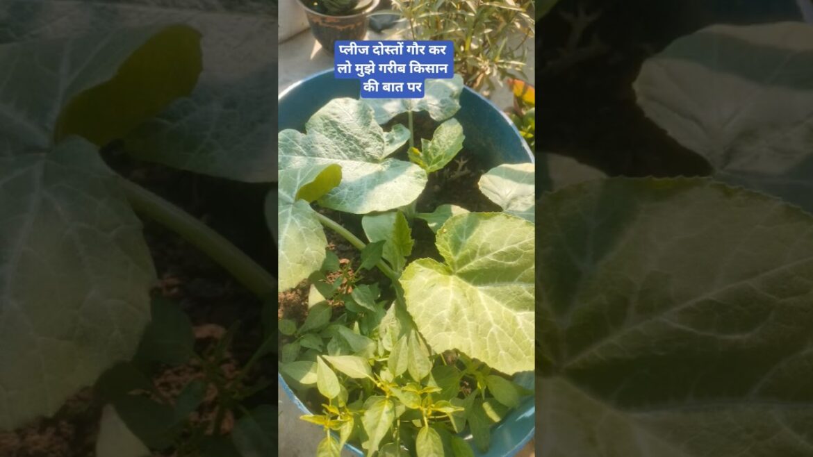#viralvideo #garden terrace and #gardening #shortviralvideo #viralgardenshortvideo