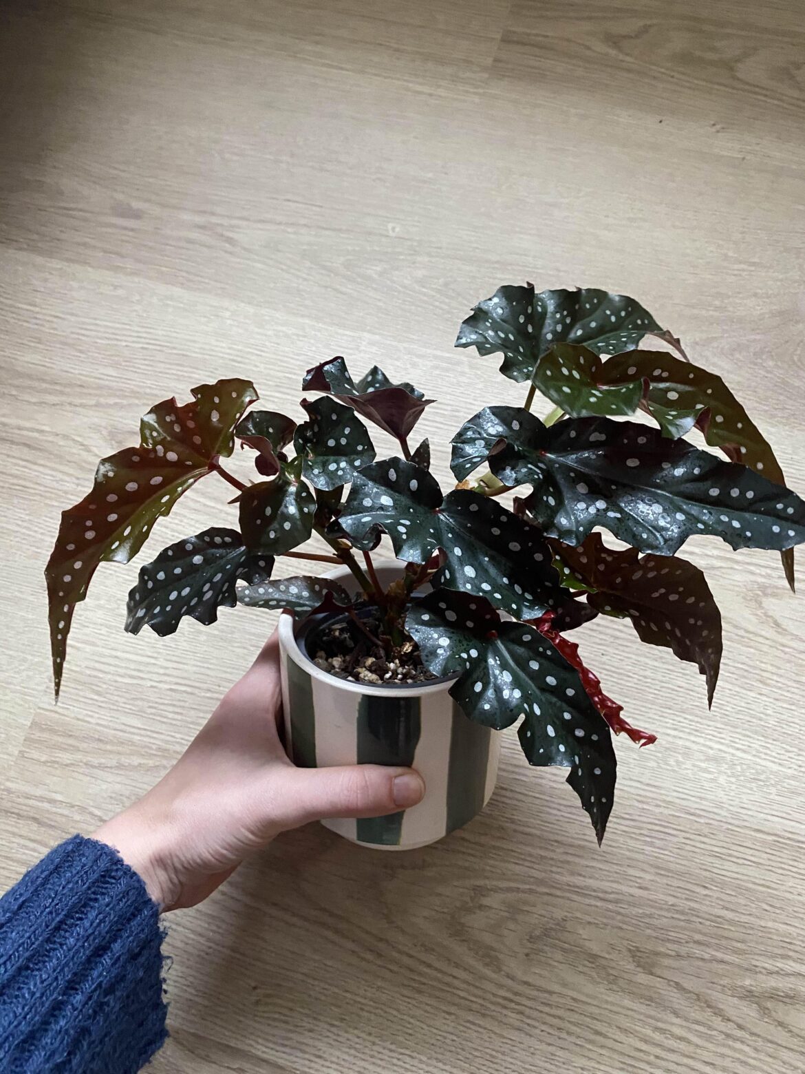 What Begonia is this?