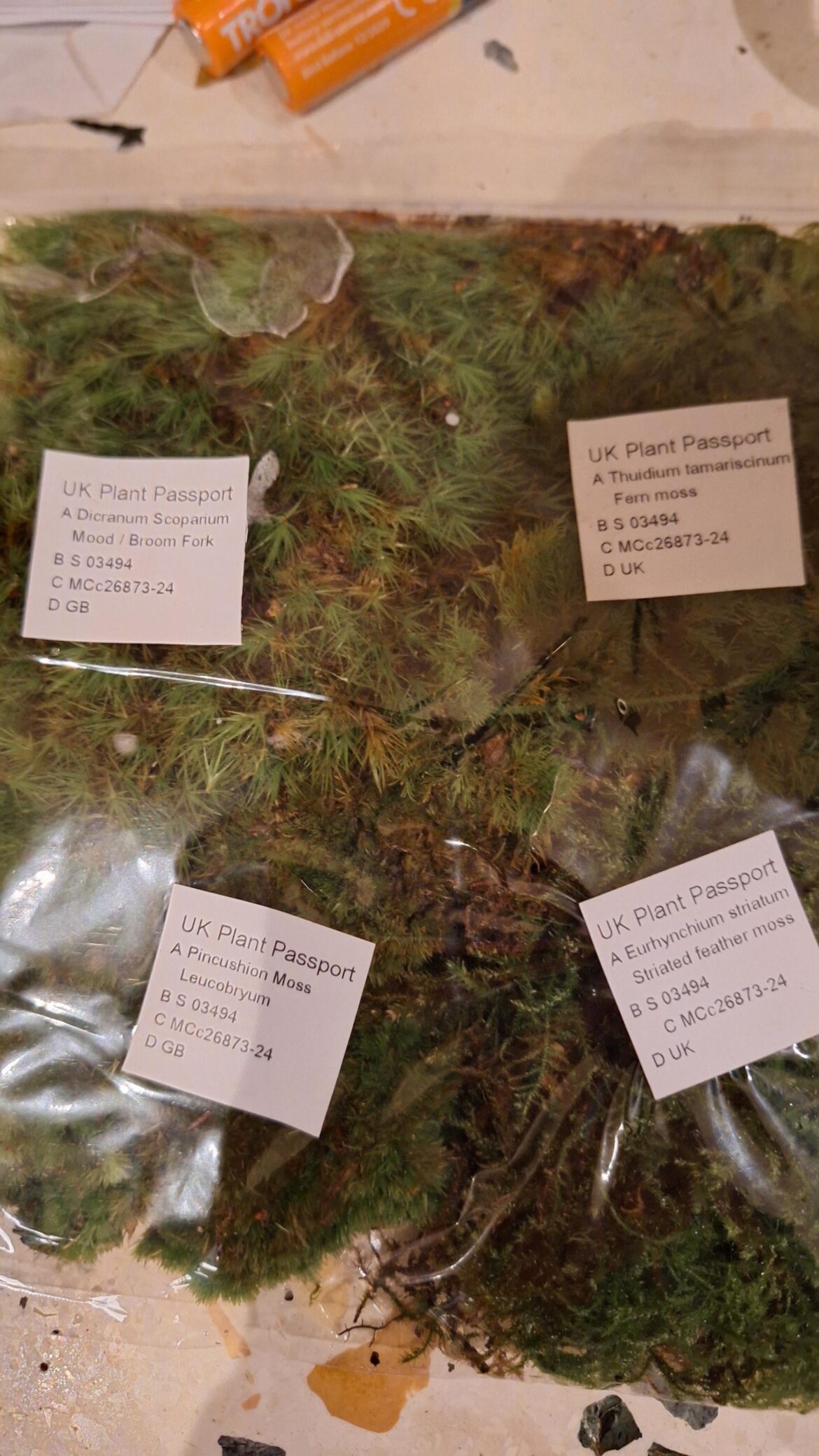 Keeping moss alive until the hardscape is done.