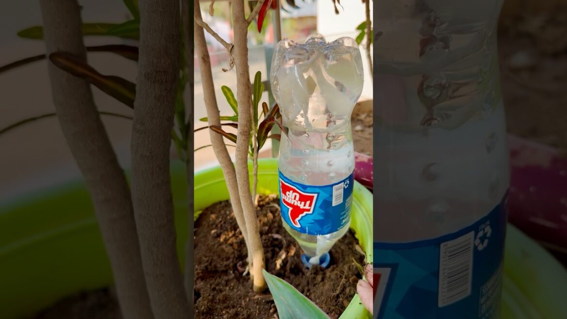 Summer Plant Care & Tips||#plants #garden #tips #ideas #new #summer #gardening #plantcare #shorts Summer Plant Care & Tips||#plants #garden #tips #ideas #new #summer #gardening #plantcare #shorts