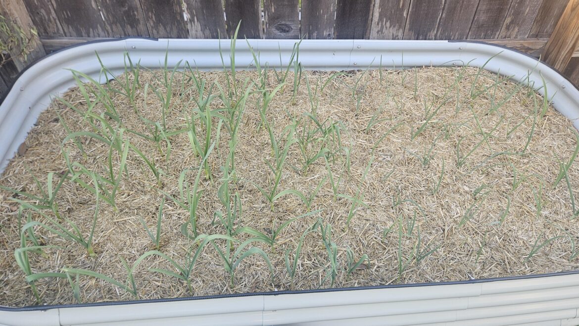Garlic and Onions Sprouting