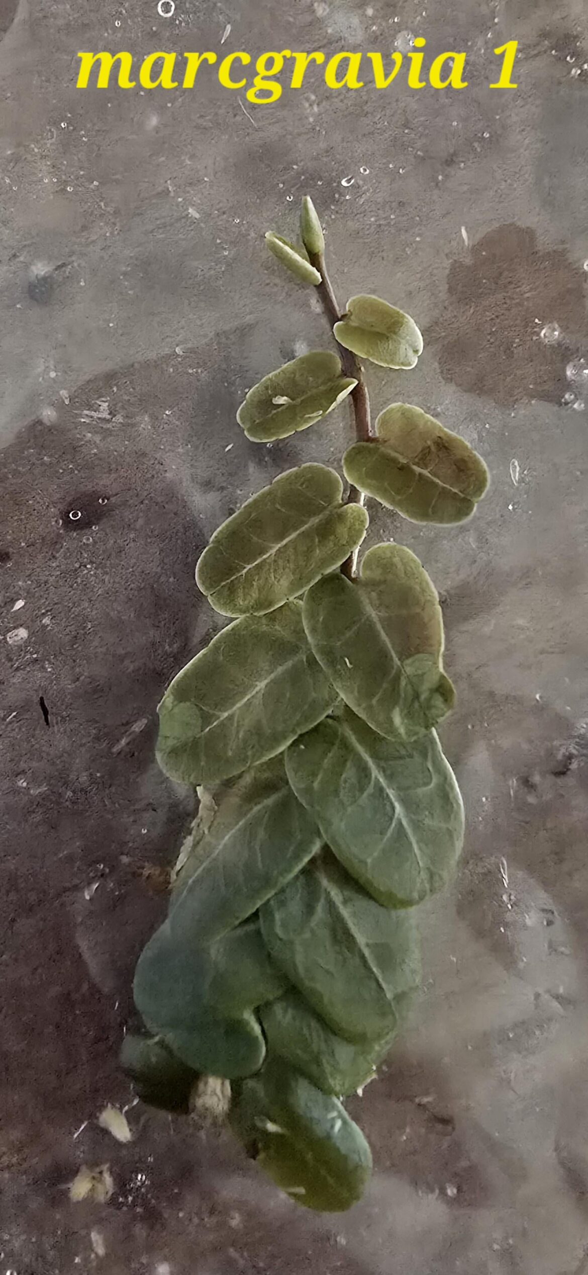 Marcgravia and mystery cutting IDs