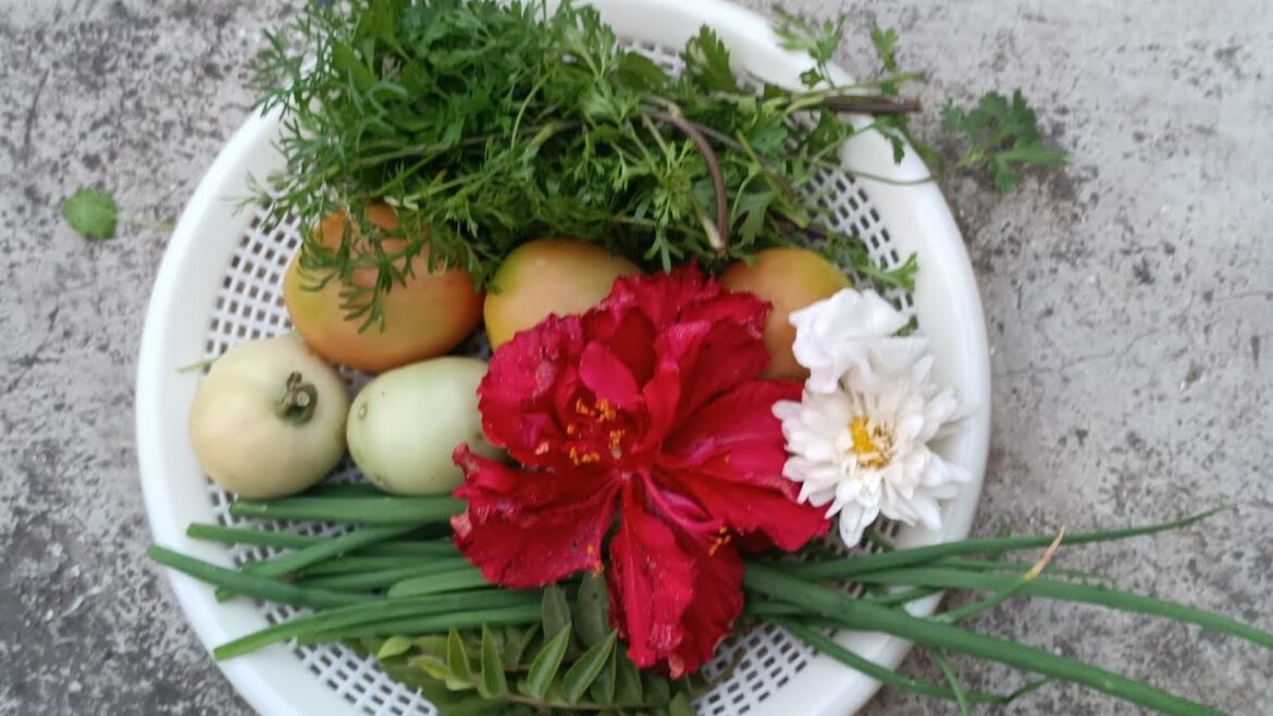 Care tips for kitchen gardening(kitchen gardening harvesting)#zero budget💯 #organic 🍅#fertilizer🧅🍌