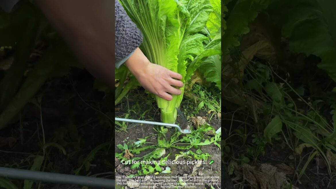 Harvesting leafy mustard with a sickle! 🌿