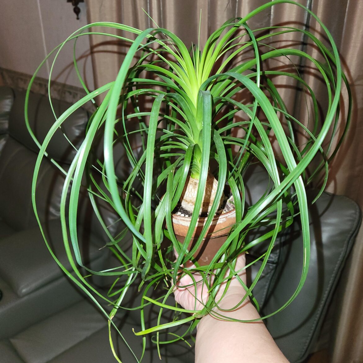 My ponytail palm