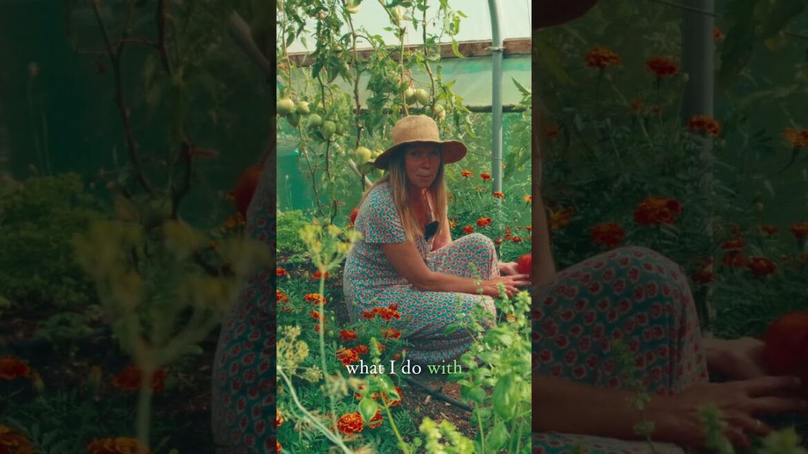 A Must-Grow Beefsteak Tomato! #gardeningideas