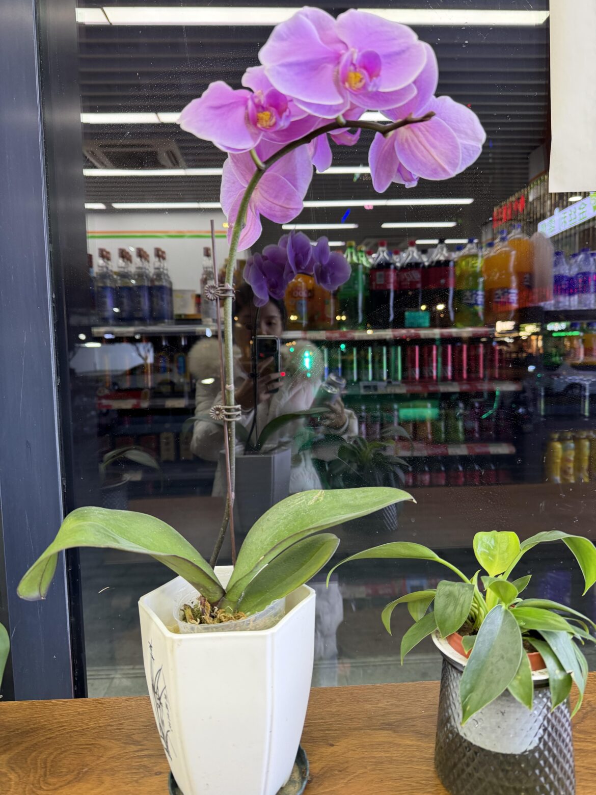 I just found this at the supermarket, it's so beautiful. What's it called? I want to keep one in my office.