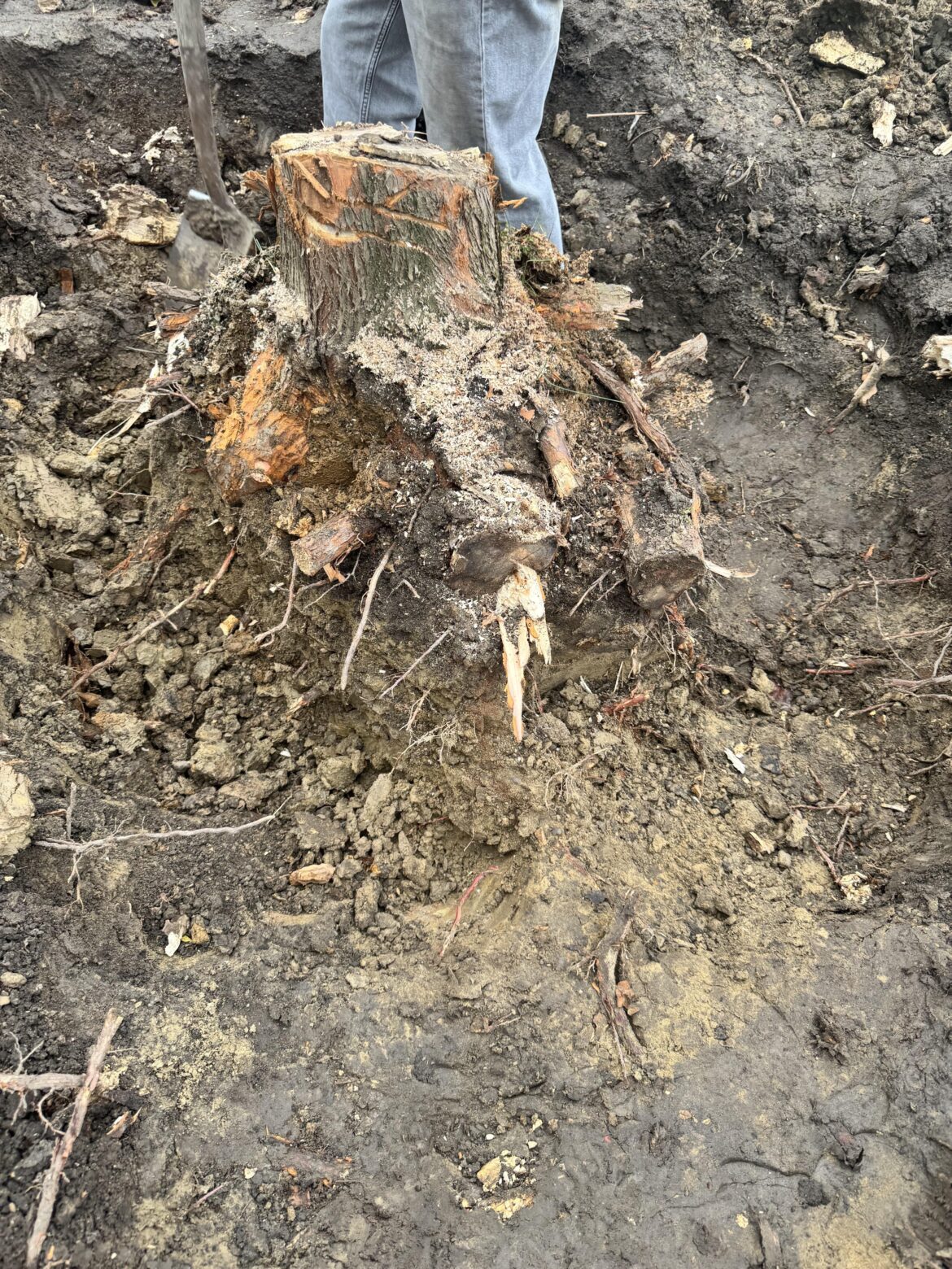 Tree Stump Removal