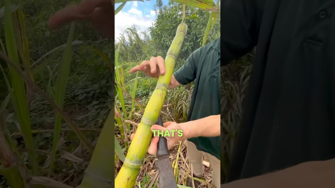 Making Fresh Cane Juice! 😋