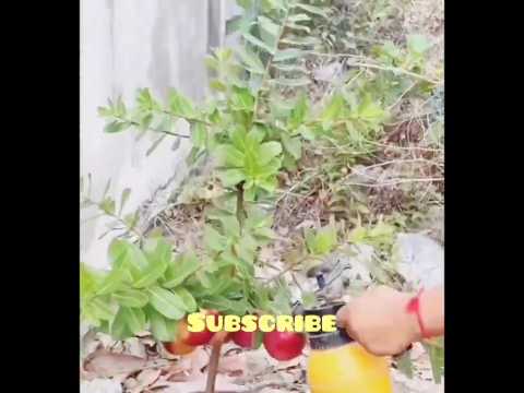 Apple Gardening Made Easy | Best Growing Techniques- Apple Gardening Made Easy | Best Growing Techniques-