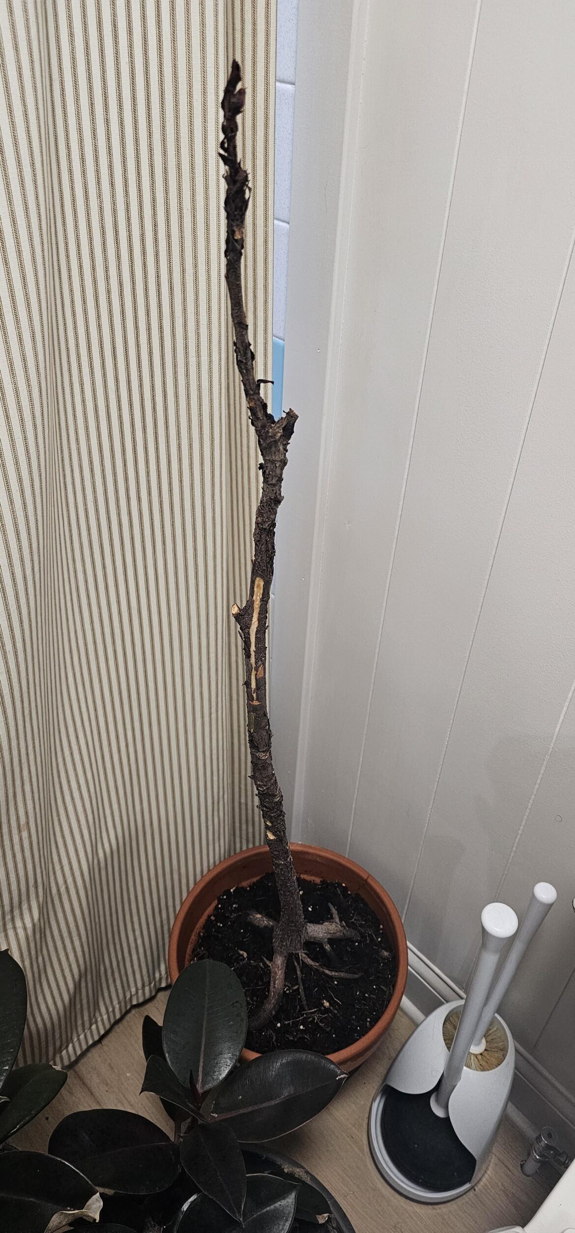 Help! Is my Fiddle Leaf Fig dormant or dead?