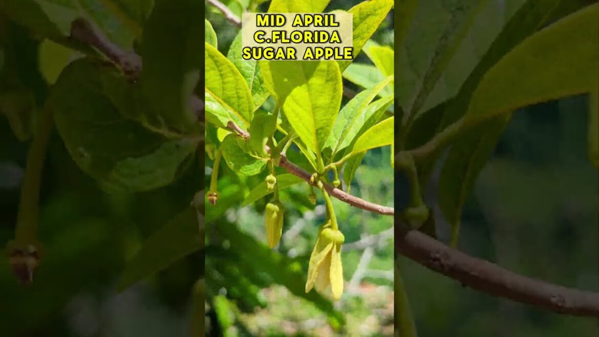 SUGAR APPLE Tree Flowers #sugarapple #custardapple #custardappletree #sweetsop #annona SUGAR APPLE Tree Flowers #sugarapple #custardapple #custardappletree #sweetsop #annona
