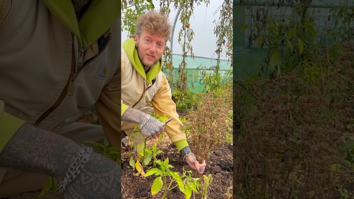 Don’t Pull Up your Plants! 🌱 #vegetablegarden #gardeningtips #soilhealth
