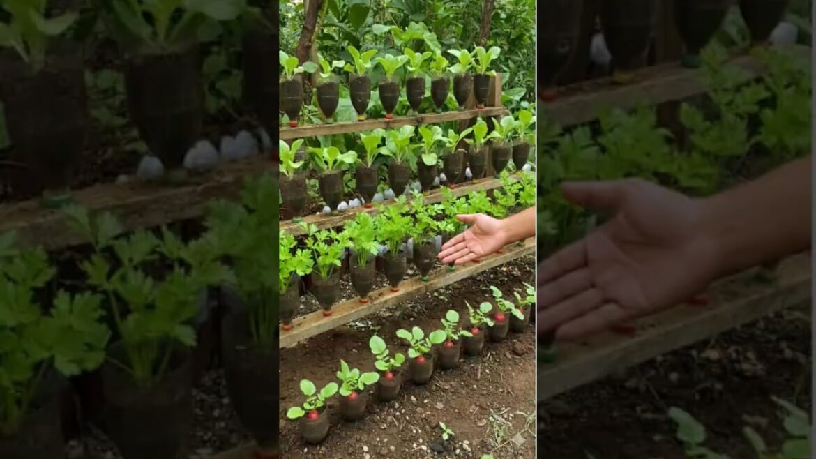 Designing a Cute Plant Shelf From Reused Materials 🌱♻️ | DIY Super Farm Tech Hub #farminglife Designing a Cute Plant Shelf From Reused Materials 🌱♻️ | DIY Super Farm Tech Hub #farminglife