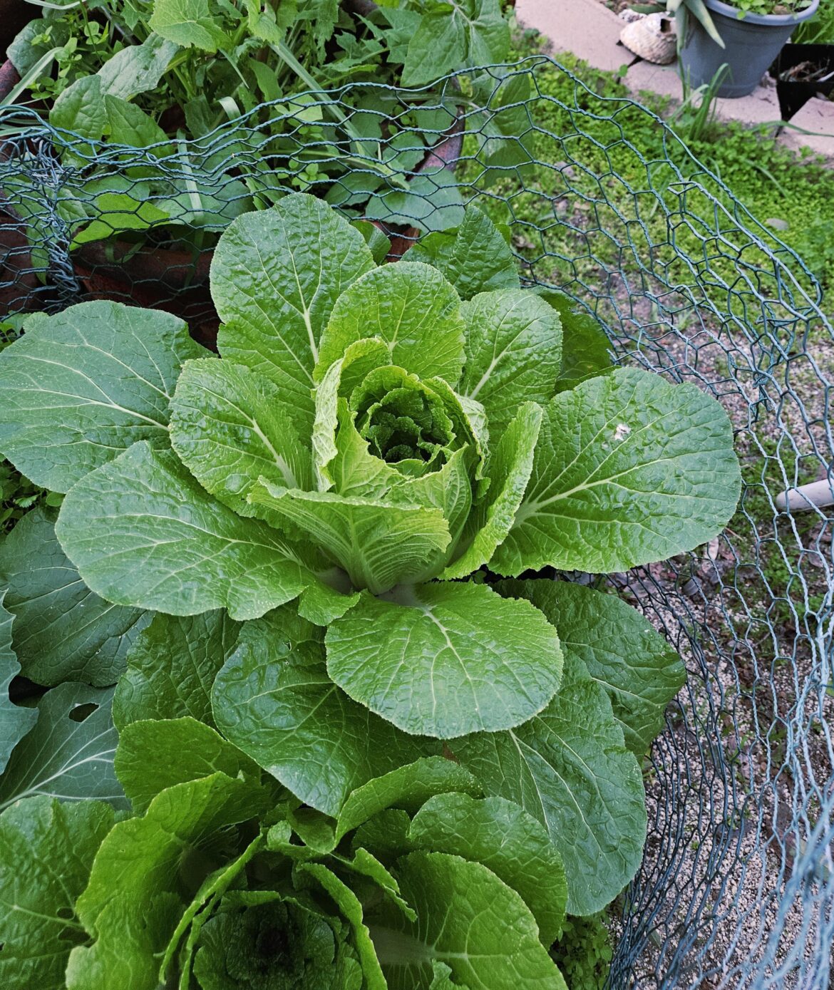 Napa Cabbage