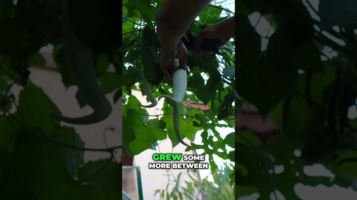 California Gardening: Ridge + Snake Gourd Harvest: Summer Bounty on the Vine #shorts Ridge + Snake Gourd Harvest: Summer Bounty on the Vine #shorts