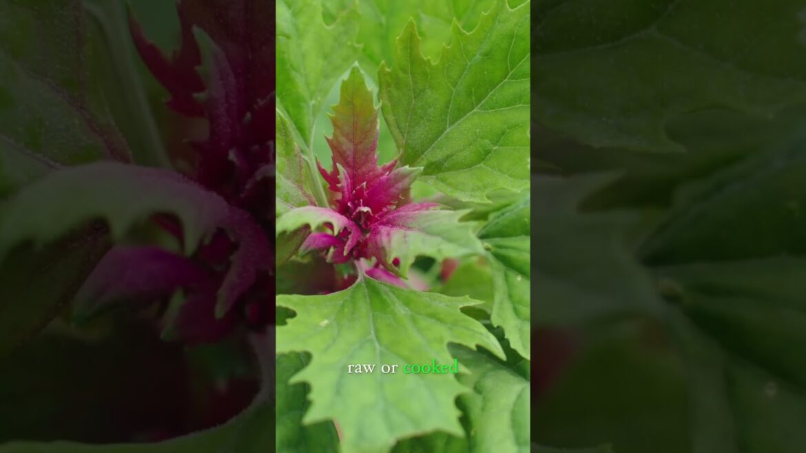 This Crop Grows Faster Than Any Other in My Garden #treespinach