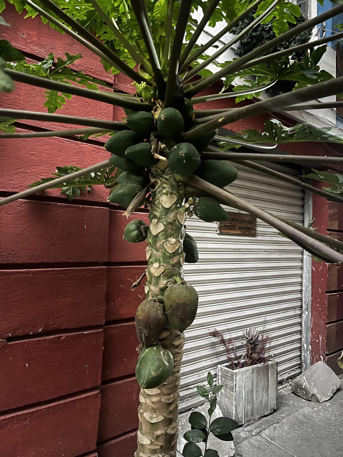 Papayas growing in Mexico City in 45f weather at 8000ft !