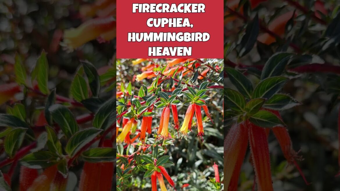 Firecracker Cuphea, a Great Hummingbird Plant for Your Garden