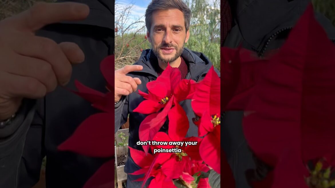 Gardening tips for your Poinsettia ❤️🌿 #garden #poinsettia #plants