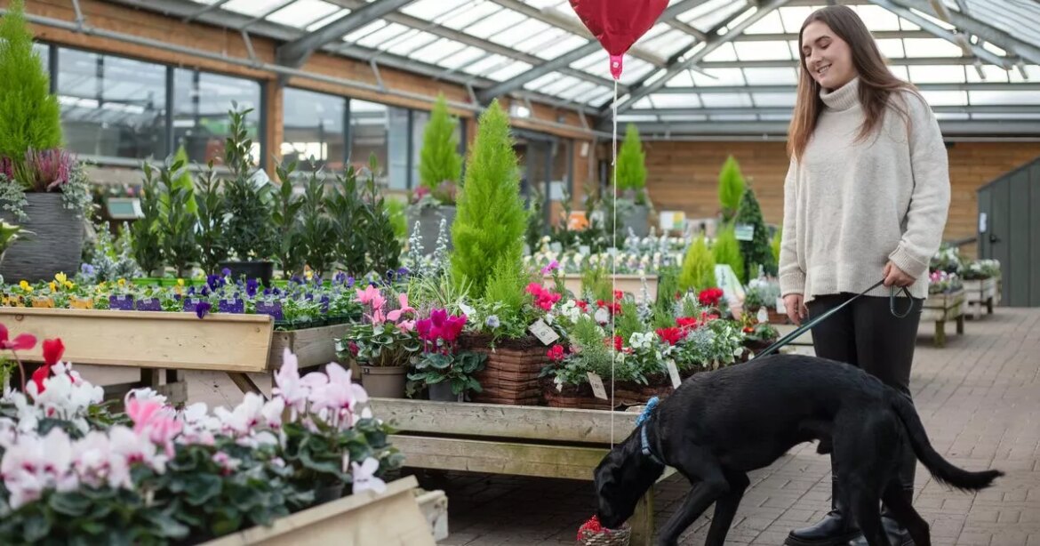 Glasgow garden centre inviting pet owners to celebrate Valentine’s Day with their dogs Glasgow Live