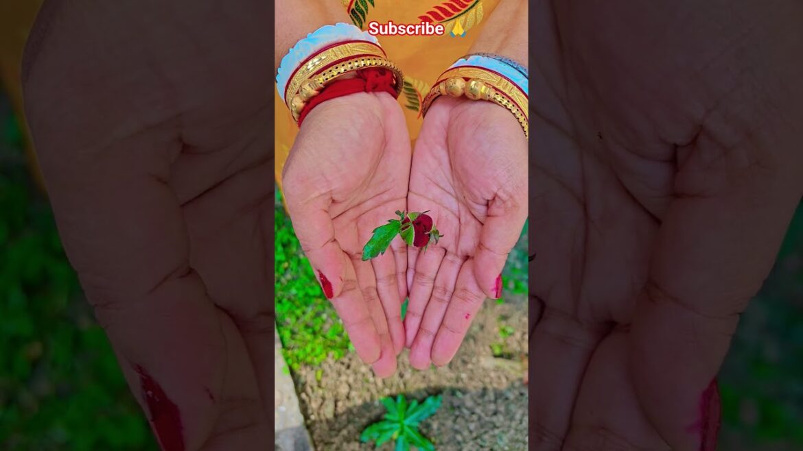 ফুল নিয়ে টিকটক #gardening #youtubeshorts #UpdateGardening #garden #youtubeshort #flowers #rose