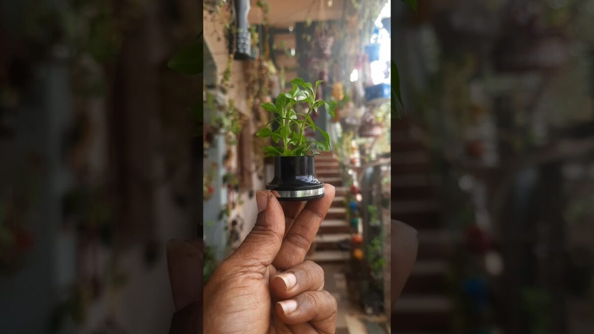 #diy #homegarden #gardening #ytshorts #shirtviral #spb #chitra