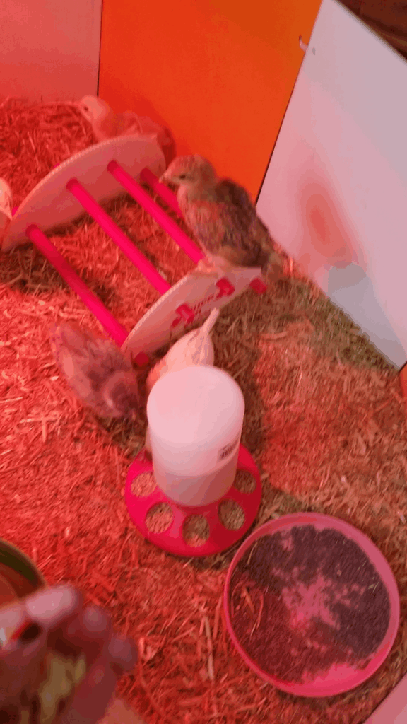The chicks were a bit confused by the attempt at hand-feeding. 😅