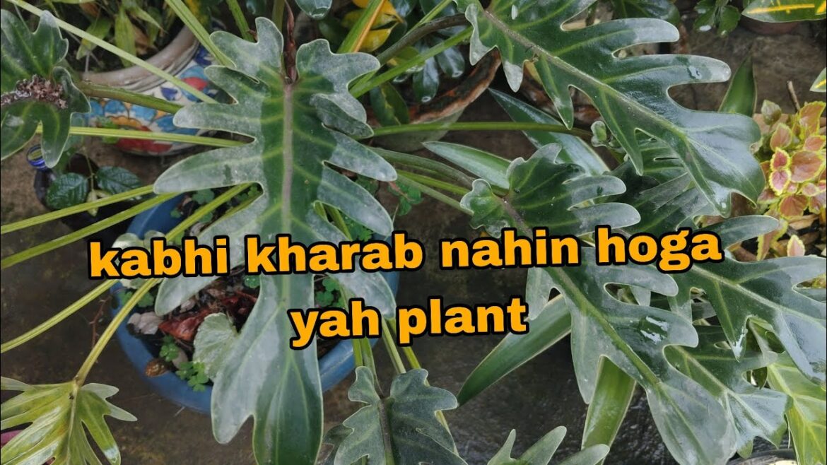 15 sal purana plant naya gardener ke liye tips 💯☘️#youtubeshorts #ytshorts #viral #plants