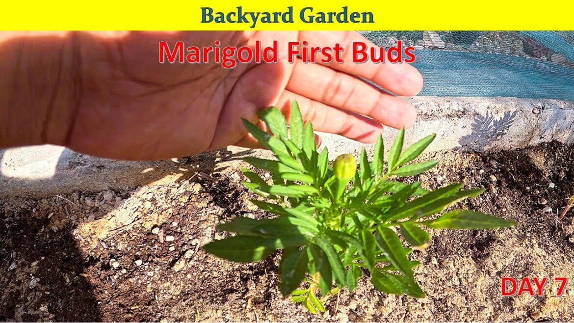 My Backyard Garden // Marigold First Buds // 🪴🥀🌺 // Indian in Qatar // Chandan Vlogs My Backyard Garden // Marigold First Buds // 🪴🥀🌺 // Indian in Qatar // Chandan Vlogs