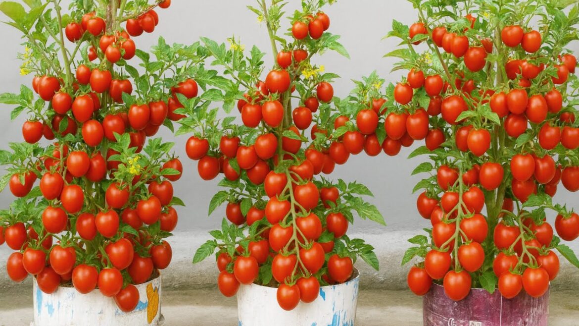Container Gardening: Easy Tomatoes in Tubs | US & Europe Container Gardening: Easy Tomatoes in Tubs | US & Europe