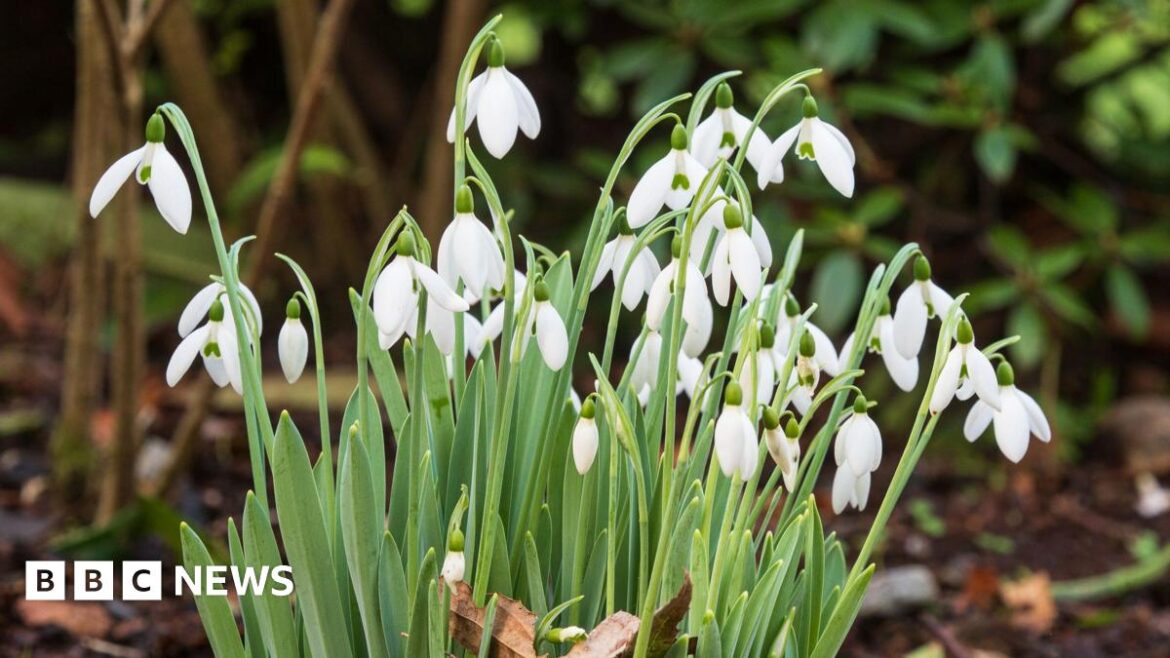 ‘Truly exceptional’ snowdrop season expected at The Garden House A clump of snowdrops, variety Galanthus elwesii, in bloom. The flower heads are delicate and made of three white petals while their centre is white and green.