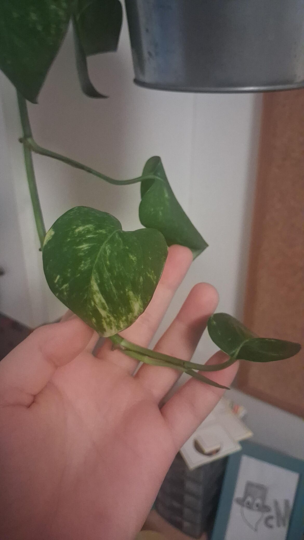 Why does it get this yellow-y white?