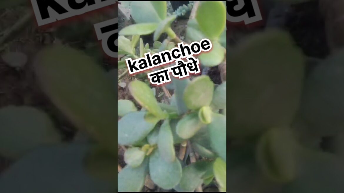 🍃Kalanchoe का पौधा को कैसे तैयार किया जाता है 🌱 Kalanchoe Ka Plant Ko Kab Lagaye || CareGardener