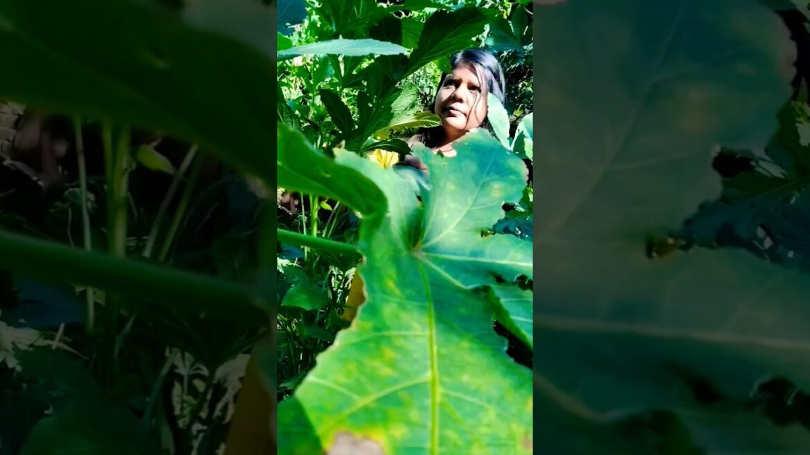 okra harvest #shortsfeed #garden #trending #viralvideo #shortsviral #vegetablegardening #motivation