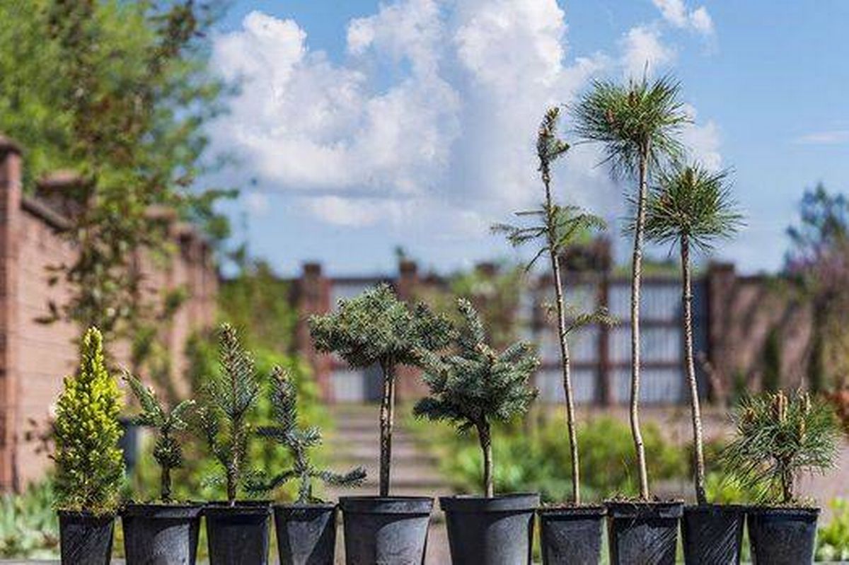Small pine trees