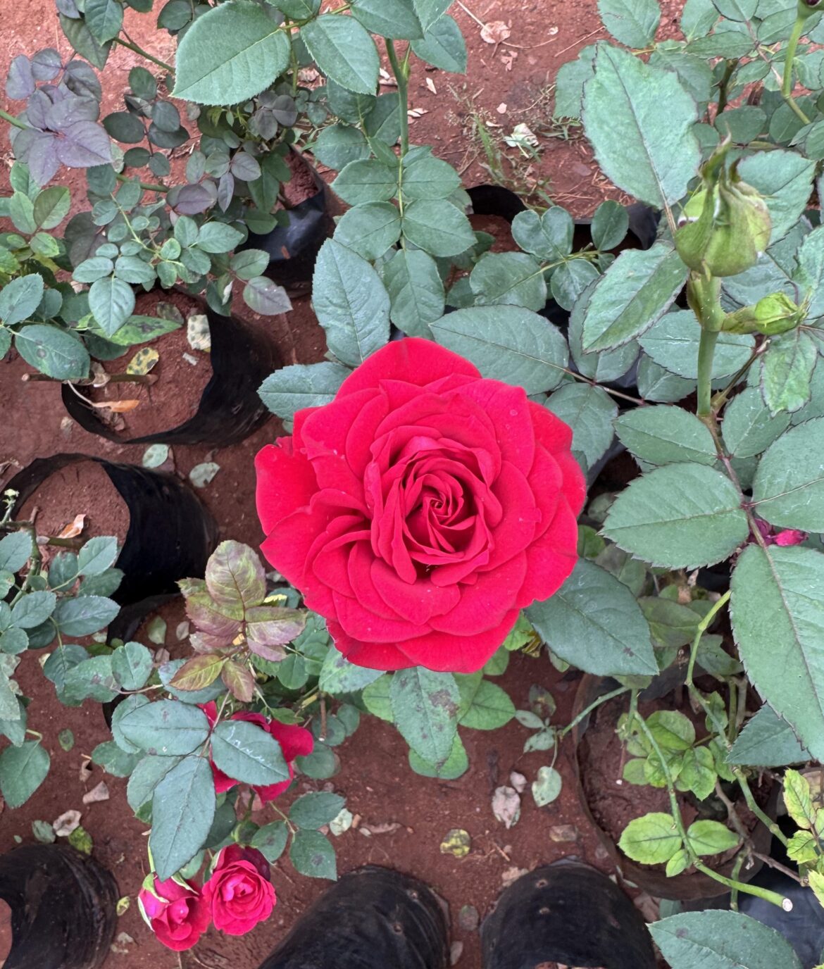 Found this pretty red rose at a nursery